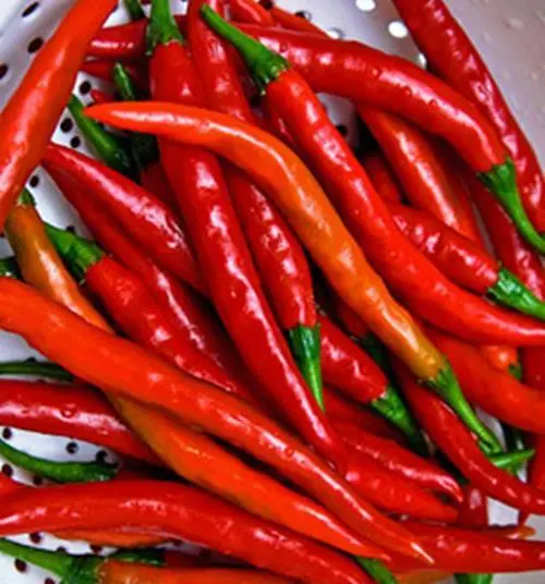 Cayenne Long Red Pepper Seed 50 Seeds Cayenne Long Red Thin Non Gmo Heirloom Gar - £4.73 GBP