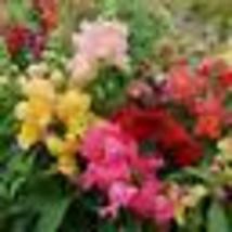 500 Seeds Snapdragon Magic Carpet Mix Multi Colored Blooms Butterflies Non-GMO - £9.56 GBP