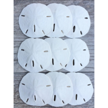 10 Florida Keyhole Sand Dollars | Beach Wedding Decor | Craft Projects 2... - €10,66 EUR