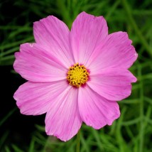 USA Seller Pink Cosmos Seeds Fresh Organic Cosmos Bipinnatus Seeds Pink Outdoor  - £11.06 GBP