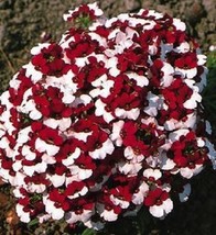 40 SEEDS NEMESIA BICOLOR &quot;DANISH FLAG&quot; FLOWER ANNUAL HEIRLOOM SEEDS QUIC... - $8.35