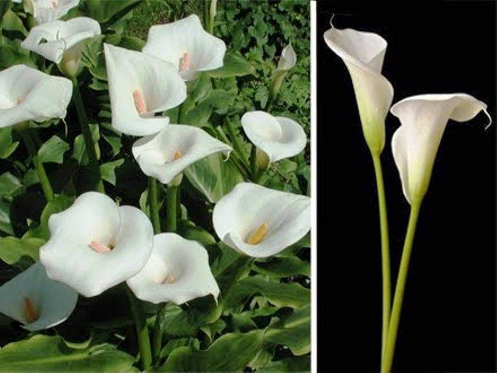 Cream White Calla Lily 50 seeds (Zantedeschia aethiopica)