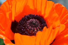 USA Prince Of Orange Oriental Poppy Papaver Orientale Perennial Flower 100 Seeds - £8.21 GBP