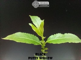 SEPTH Black Pussy Willow Plant - Salix gracilistyla &#39;Melanostachys&#39; - 4 to 6 inc - £16.66 GBP