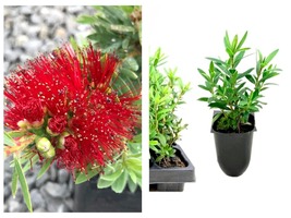 3 Plants Little John Dwarf Bottlebrush Live Plants Callistemon Flowering Shrub - $64.99