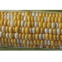 Corn Seeds Serendipity Sweet Corn 50 Seeds Super Sweet Bi Color Our Most Popular - $16.68