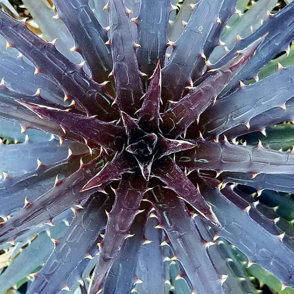 Dyckia Grape Jelly Cold Hardy Bromeliad 1 Plant Fresh Gardening - $37.96