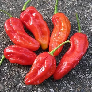 25 Seeds Ghost Pepper Vegetables Planting Edible Food Fresh - £8.24 GBP