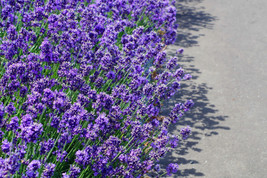 HS 20 Dwarf Munstead Lavender English Lavandula Angustifolia Flower Herb Seeds - £2.69 GBP