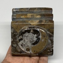 506g, 2.8&quot; x 2.8&quot; x 2&quot; Fossils Orthoceras Ammonite Business Card Holder,... - $14.00