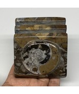 506g, 2.8&quot; x 2.8&quot; x 2&quot; Fossils Orthoceras Ammonite Business Card Holder,... - £10.98 GBP