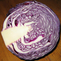 Sale 500 Seeds Red Acre Cabbage Brassica Oleracea Capitata Vegetable USA - $9.90