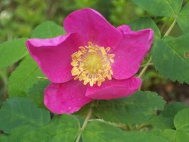 15 SEEDS PRAIRIE ROSE ROSA ARKANSANA QUICK SPROUT HEIRLOOM FAST LANDSCAP... - $9.90