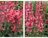 200 Seeds Coral Hyssop Agastache Perennial Flowers - $24.93