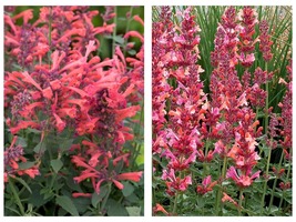 200 Seeds Coral Hyssop Agastache Perennial Flowers - £19.92 GBP