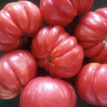 New Organic Mushroom Basket Tomato US Fast Shipping - $84.07 MXN