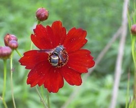 USA Seller 500 Red Dwarf Plains Coreopsis Coreopsis Tinctoria Flower Seeds Fresh - £11.21 GBP