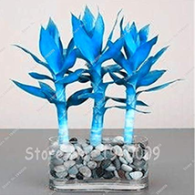 50 Seeds Blue Lucky Bamboo Bonsai Anti Radiation Absorb Dust Tree Plants Plantss - $9.89