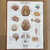 Vintage Medical Poster The Brain -Laminated Stock 19.75&quot; x 25.75&quot; - $39.59