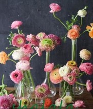 US Seller 100 Pcs Ranunculus Asiaticus Flower For Home &amp; Garden Seed Lovely Pers - £12.33 GBP