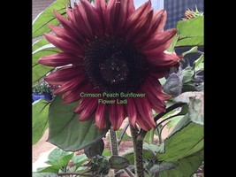 Crimson Peach Sunflower Bulk Pack 100 Seeds New+Repeat Customer Bonus - £14.93 GBP