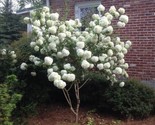 Chinese Snowball 40  Seeds Viburnum Ichangense Fast Growing - $8.99