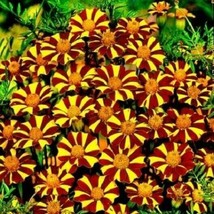 French Marigold COURT JESTER Harlequin Tall Beneficial Plant Non-GMO 100 Seeds - £6.89 GBP