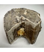 Eden Valley Petrified Wood Blue Forest Wyoming Limb Cast - $39.59