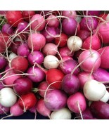 SEPTH Easter Egg Radish Seeds Raphanus Sativus B286 - $11.52 CAD