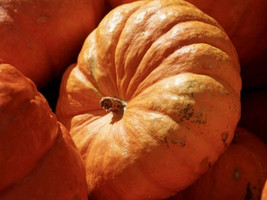 10 Cinderella Pumpkin Seeds - Fairytale Carriage Pumpkins - £7.76 GBP