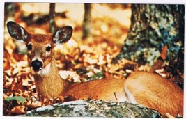 Virginia Postcard Shenandoah National Park White Tail Deer Blue Ridge Mountains - £1.74 GBP