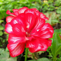 BELLFARM Geranium Rose Red Double Petals with White Stripes Bonsai Perennial Flo - £3.56 GBP