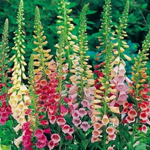 PS 750 Seeds Excelsior Mix Foxglove Seeds Non-Gmo 1246 Fast Grow - $166.68 MXN