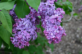 Common Lilac Tree 150 Seeds Syringa vulgaris - £5.01 GBP
