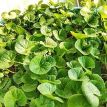 100 Gotu Kola Centella Asiatica Seeds Fresh USA Shipping - $13.30