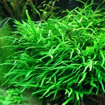 Aquarium Plants Microsorum Pteropus Trident Potted Java Fern Live - £23.49 GBP