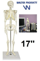 Walter Products B10203 17&#39;&#39; Desktop Display Human Skeleton Model - £15.34 GBP
