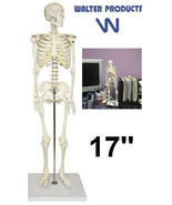Walter Products B10203 17&#39;&#39; Desktop Display Human Skeleton Model - £15.09 GBP