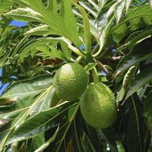 FROM US Tropical Fruit Live Tree 12”-24” Artocarpus altilis (BREADFRUIT) TP15 - £44.94 GBP