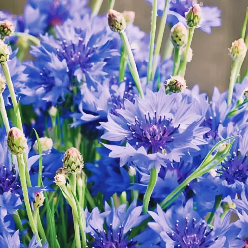 Cornflower Bachelor Button Blue Dwarf Cutflowers Heirloom Non Gmo 500 Seeds Fres - $8.98