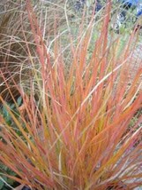 50 Pheasant Tails Grass New Zealand Feather Reed Stipa Arundinacea Seeds... - $285.31 MXN