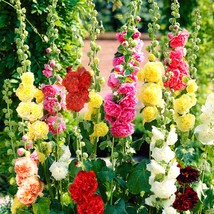 Chaters Double Mix Hollyhock Seeds Alcea Rosea Powderpuff Carnation Cott... - £7.43 GBP