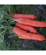 1000+ Speedo Carrot Seeds - $9.89