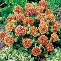 Gun-el GaillardiaPulchella Sundance Bicolor 25 seeds  - £3.74 GBP