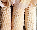 100 Seeds White Japanese Hulless Popcorn Seeds Organic Summer Fall Veget... - $8.99