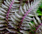 1000  LADY FERN &#39;REGAL RED&#39; SPORES (SEEDS*) FILIX FEMINA NIPONICUM, COLD... - $11.03 CAD