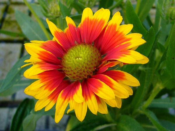 Indian Blanket Flower Seeds 400 Butterflies Wildflower Fire Wheel Beauti... - $4.38