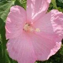 New Fresh Seeds 15 Pink Dinner Plate Hibiscus Flower Seeds Huge 10-12 Inch Flowe - £20.06 GBP