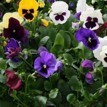 150 Pansy Seeds Character All Colors Mix FLOWER SEEDS - Garden &amp; Outdoor... - $48.99