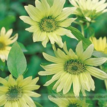 Green Jade Ornamental Sunflower Hybrid Seeds 15 Seeds - $6.99